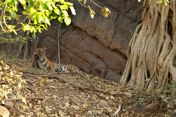 Ranthambore & Marwar package